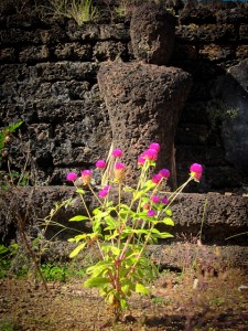 Fleur sauvage, en Thaïlande Fleur sauvage, en Thaïlande